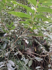 Glochidion acuminatum