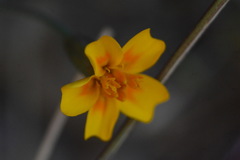 Tagetes lunulata