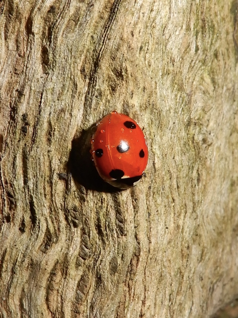 Seven-Spot Ladybird