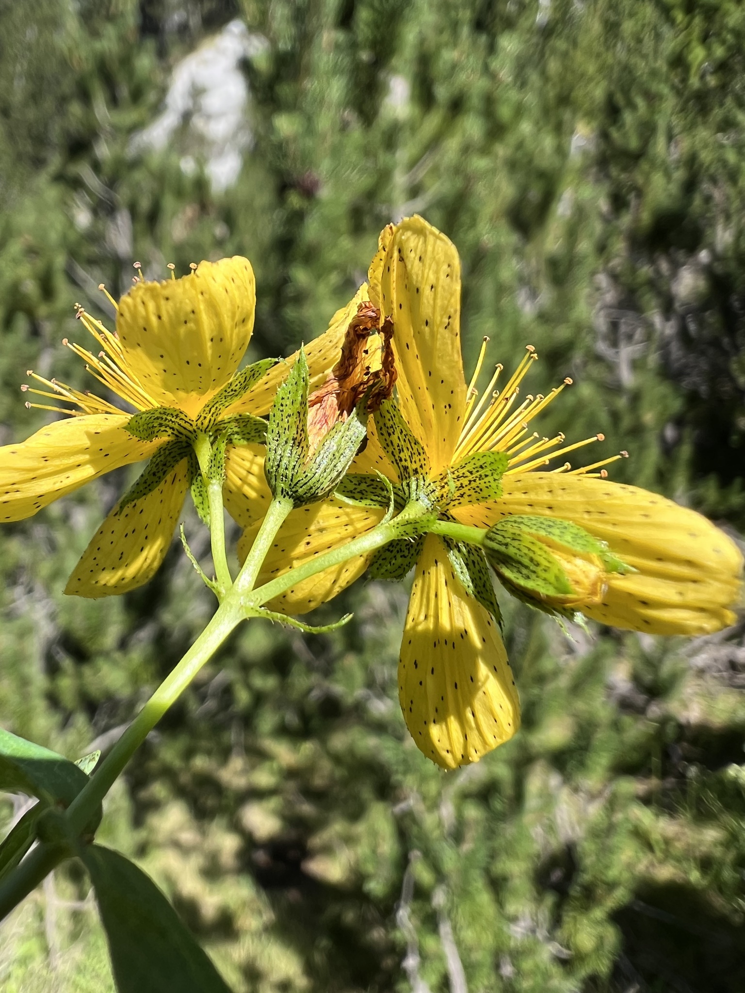 Alpine St John's-Wort (Hypericum richeri)