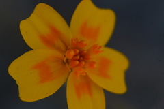 Tagetes lunulata