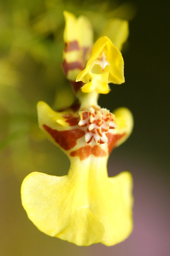 Oncidium bryolophotum, photograph 6