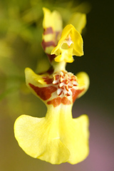 Oncidium bryolophotum, photograph (c) fede2cr, some rights reserved (CC BY)