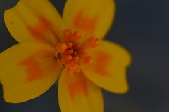 Tagetes lunulata