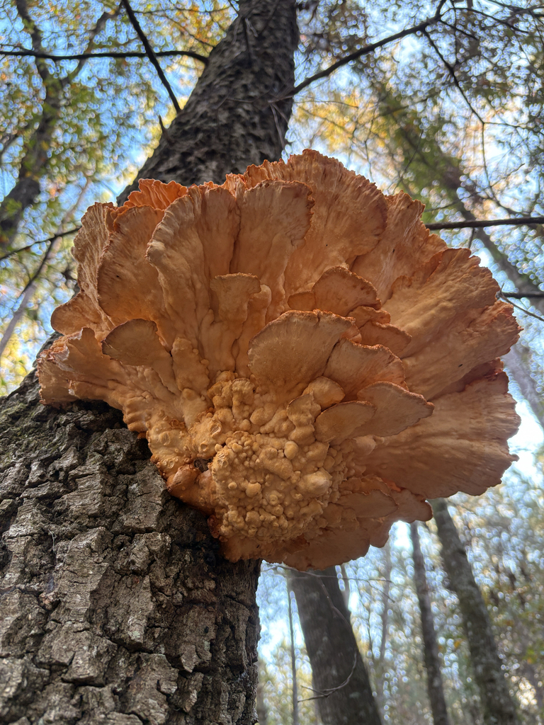 Laetiporus gilbertsonii pallidus · November 2025 · photo: © wildlife_lore (iNaturalist, cc-by)