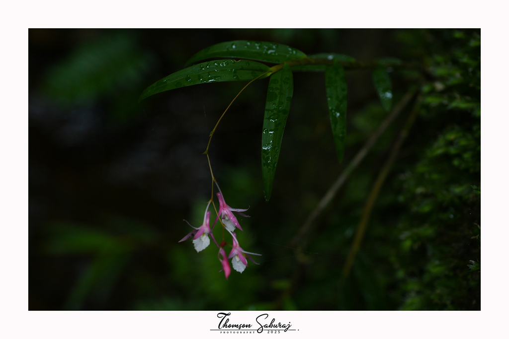 Dendrobium wightii A.D.Hawkes & A.H.Heller