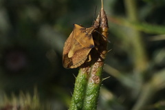 Carpocoris fuscispinus