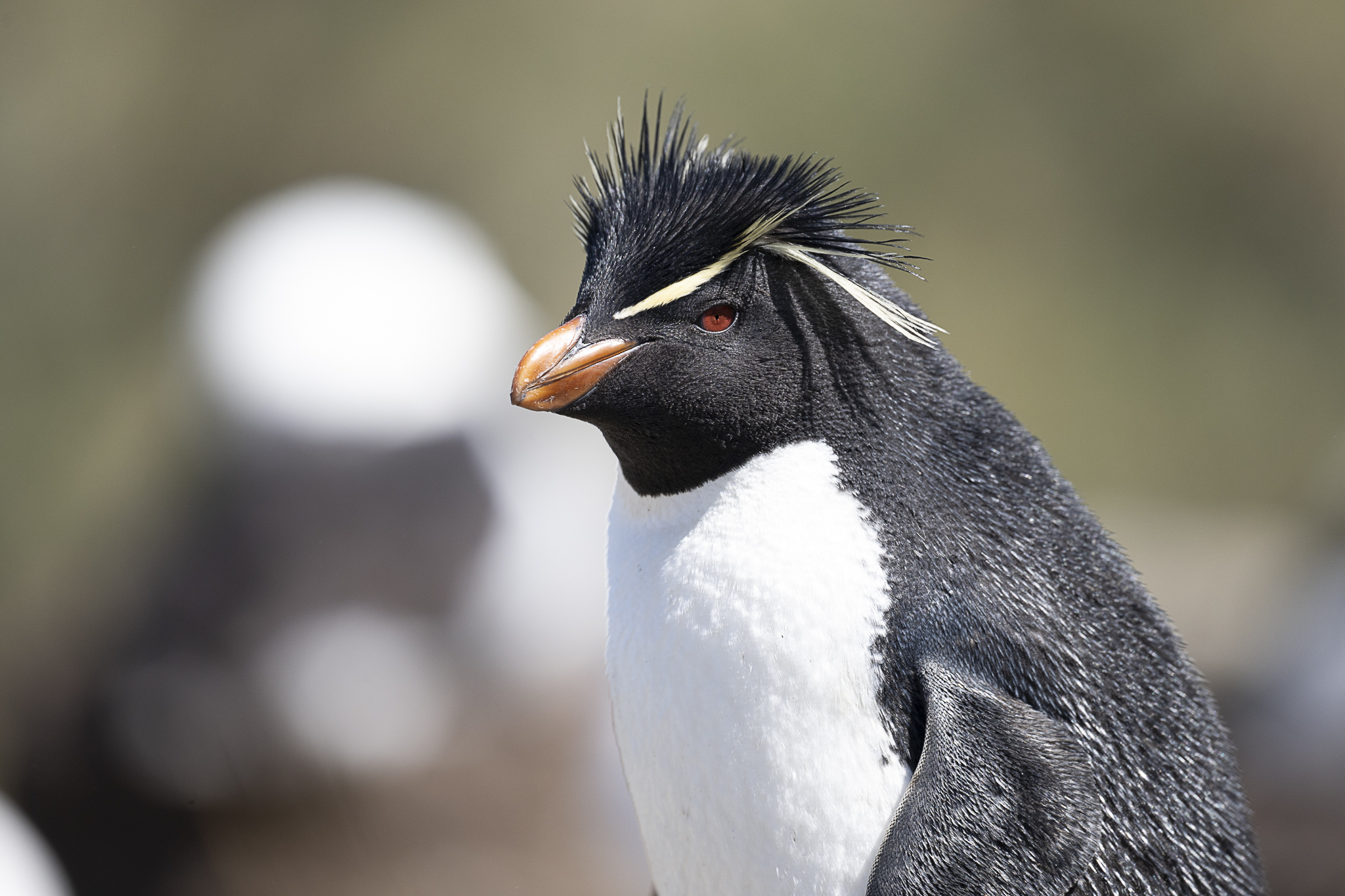 Southern Rockhopper Penguin (Eudyptes chrysocome)