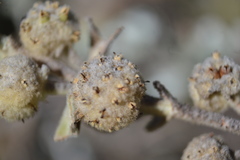 Buddleja marrubiifolia