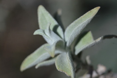 Buddleja marrubiifolia