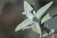 Buddleja marrubiifolia