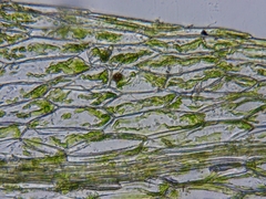 Ptychostomum weigelii
