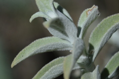 Buddleja marrubiifolia