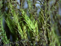 Ptychostomum weigelii