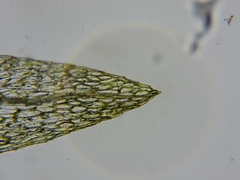 Ptychostomum weigelii