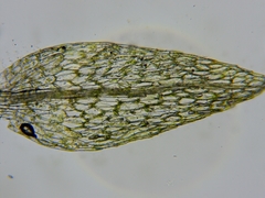 Ptychostomum weigelii
