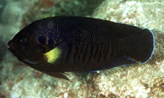 Moonbeam Angelfish photo 4