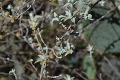 Buddleja marrubiifolia