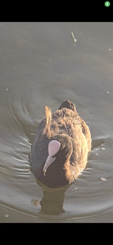 Eurasian Coot