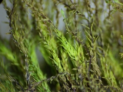 Ptychostomum weigelii