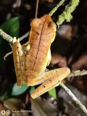 Boana multifasciata