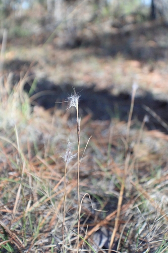 Andropogon tracyi observed 2025-11-26