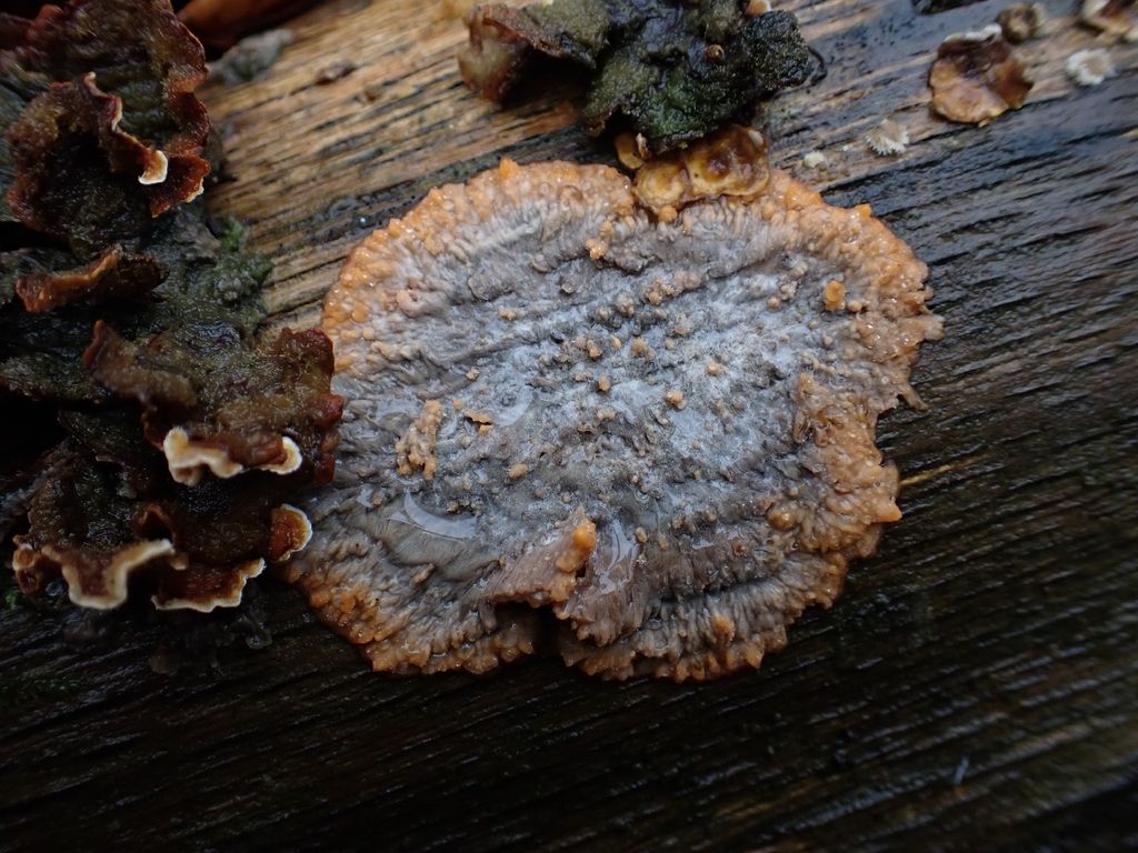 Phlebia radiata · November 2025 · photo: © weckogecko (iNaturalist, cc0)