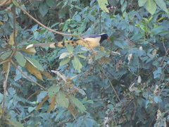 Urocissa erythroryncha