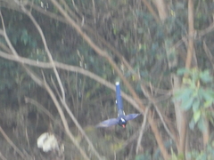 Urocissa erythroryncha