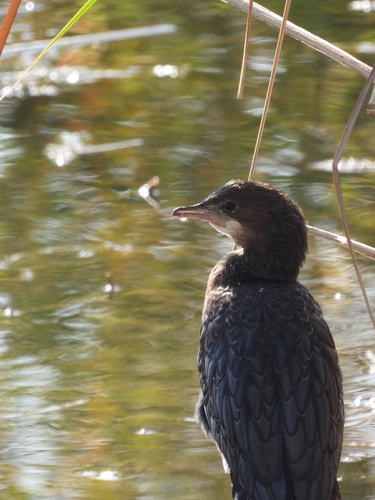 Pygmy Cormorant