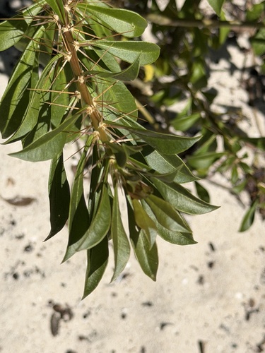 Bayahíbe Rose (Leuenbergeria quisqueyana)