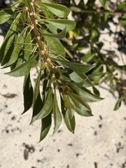 Leuenbergeria quisqueyana