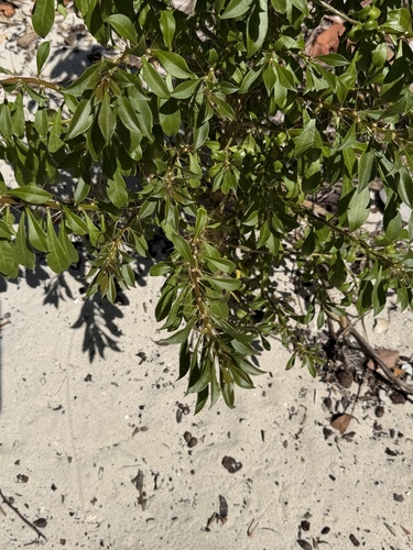 Leuenbergeria quisqueyana, photograph 2