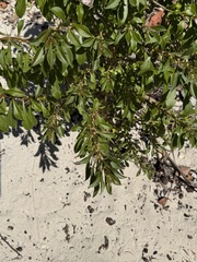 Leuenbergeria quisqueyana, photograph (c) Djibo Zanzot, some rights reserved (CC BY-SA)