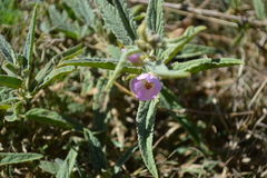 Sphaeralcea angustifolia