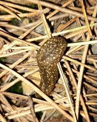 Geomalacus maculosus