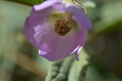 Sphaeralcea angustifolia