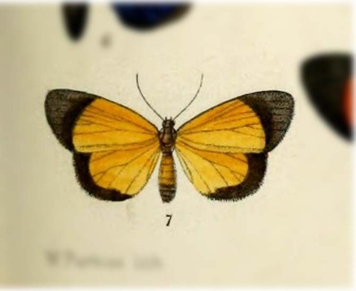 Pseudoricia sibyllae