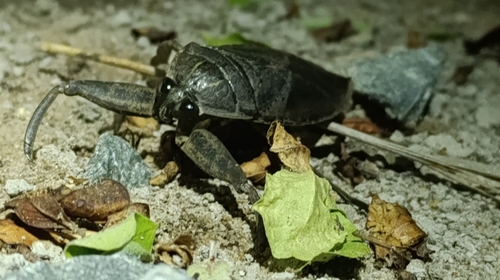 African Giant Water Bug