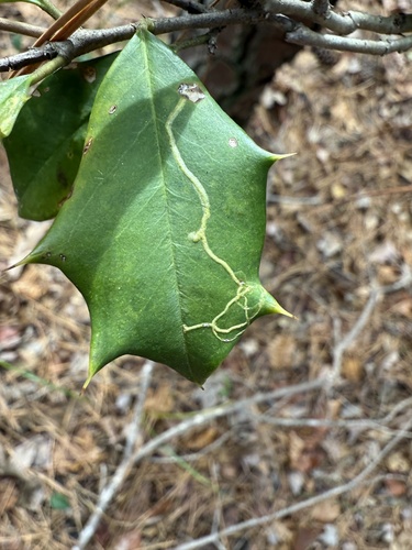 Unknown species found near Falls Lake Trail, Durham, NC, US