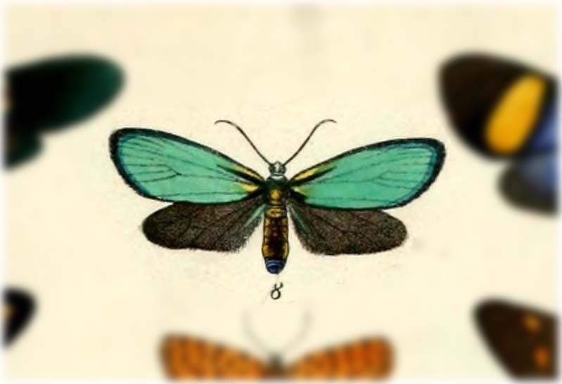 Chrysochlorosia splendida