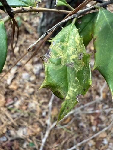 Unknown species found near Falls Lake Trail, Durham, NC, US