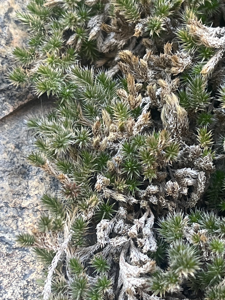 Selaginella balansae