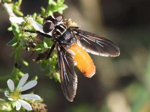 Unknown species found near Southwest Arlington, Arlington, TX, USA