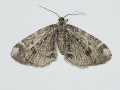 Stamnodes albiapicata