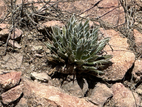 Santa Cruz Century Plant (Agave parviflora)