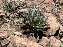 Agave parviflora