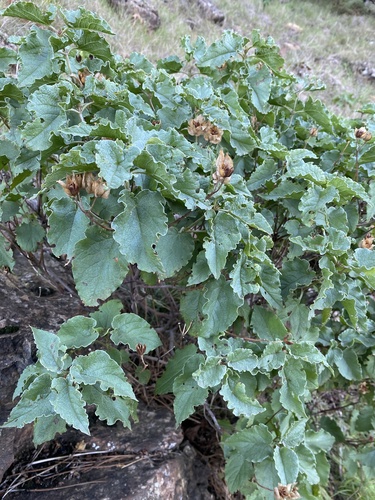 Avistamiento Cistus populifolius
