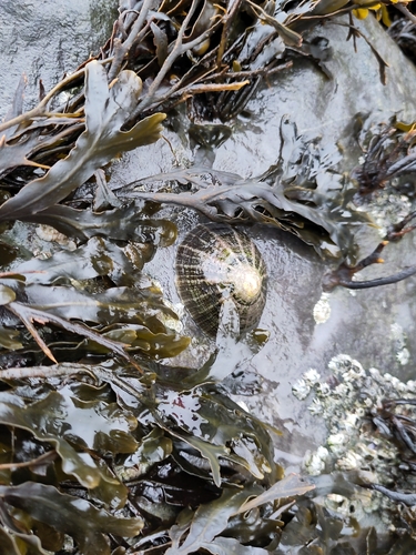 Common European Limpet, 4354 RC Vrouwenpolder, Nederland, photo 6 of 10