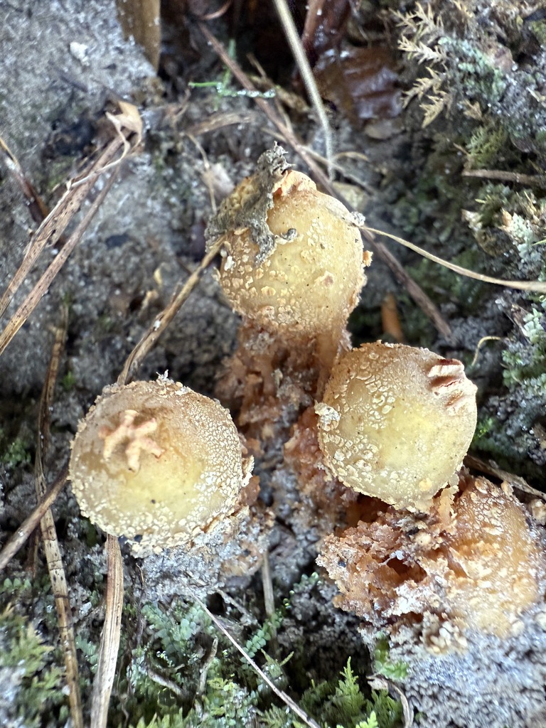 Calostoma ravenelii · November 2025 · photo: © aviatrix-79 (iNaturalist, cc-by-sa)